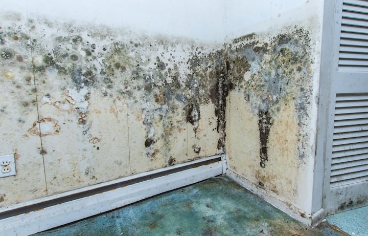 residential mold removal experts in Culver City