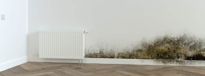 Mold Removal & Remediation Services Near Me In Culver City